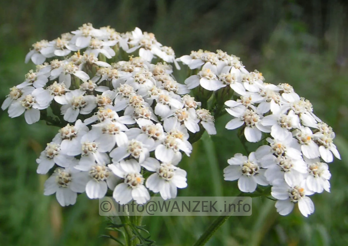 Achillea millefolium.png